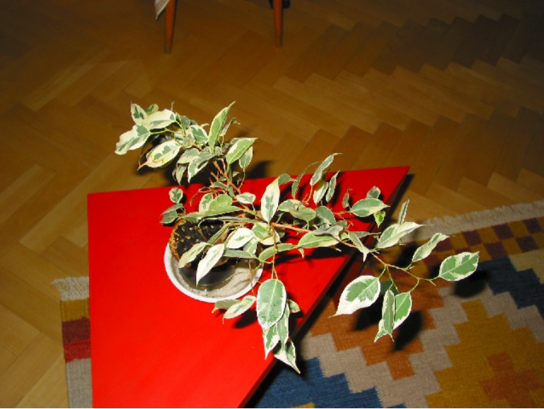 Plant 2