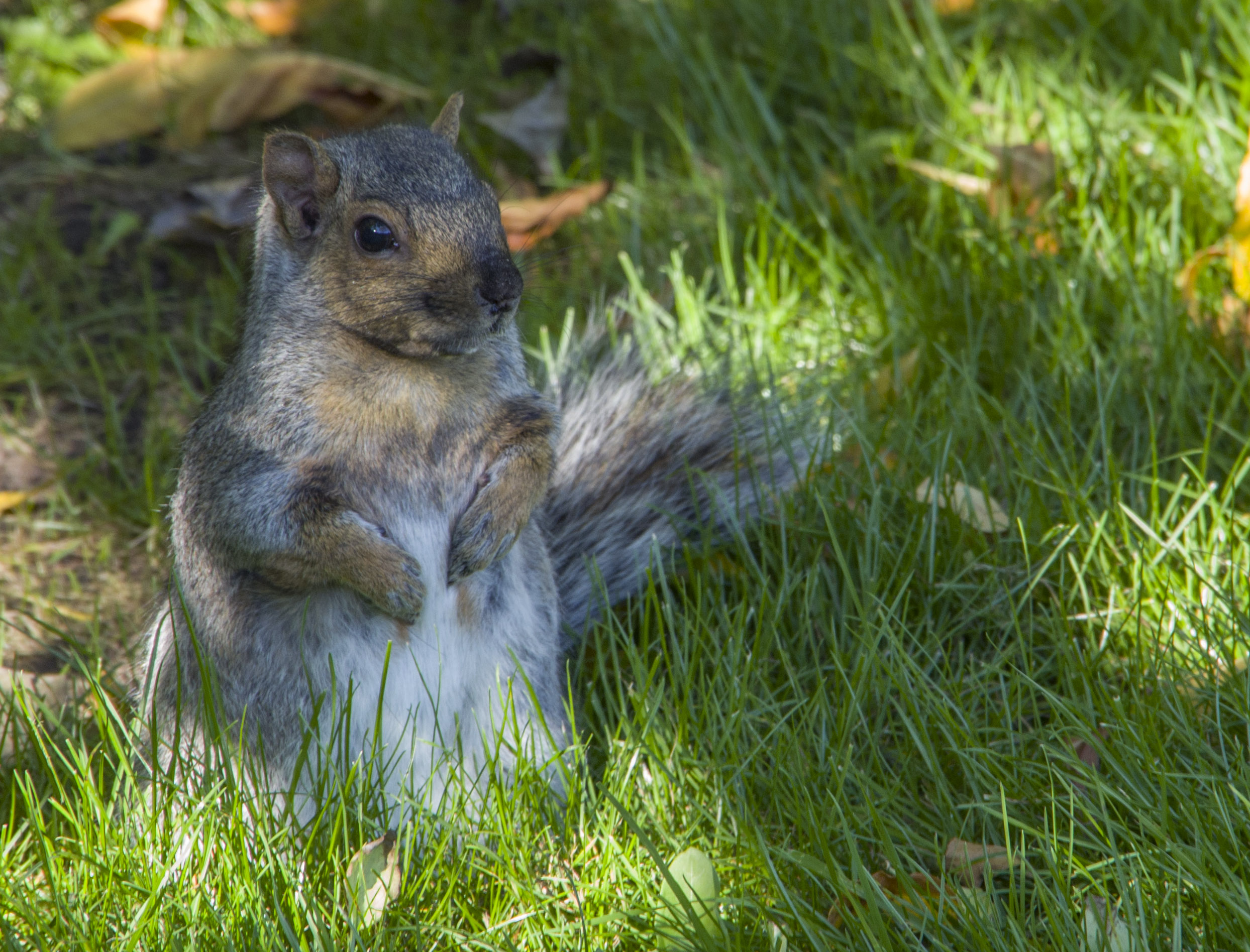 Squirrel