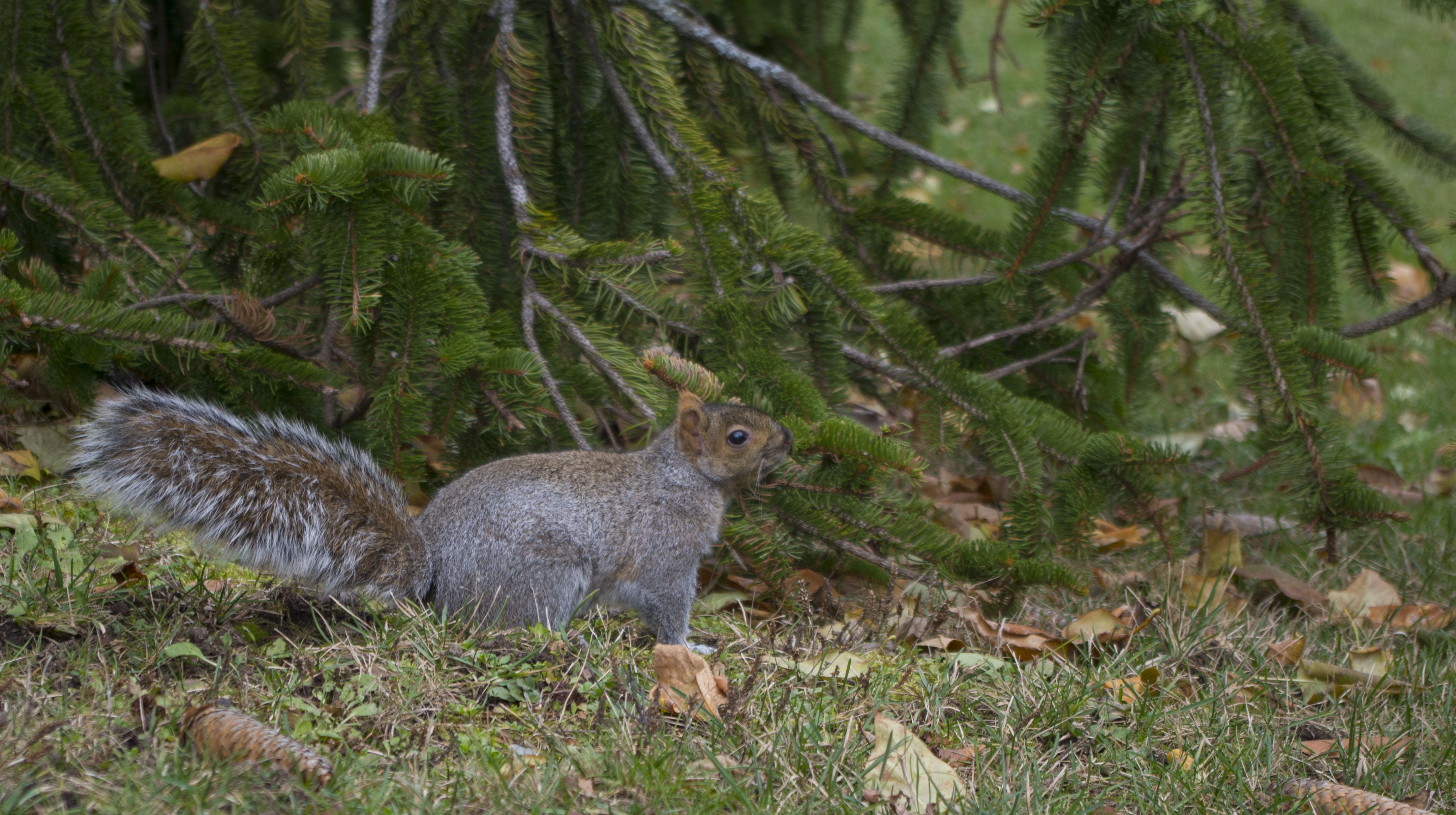 Squirrel
