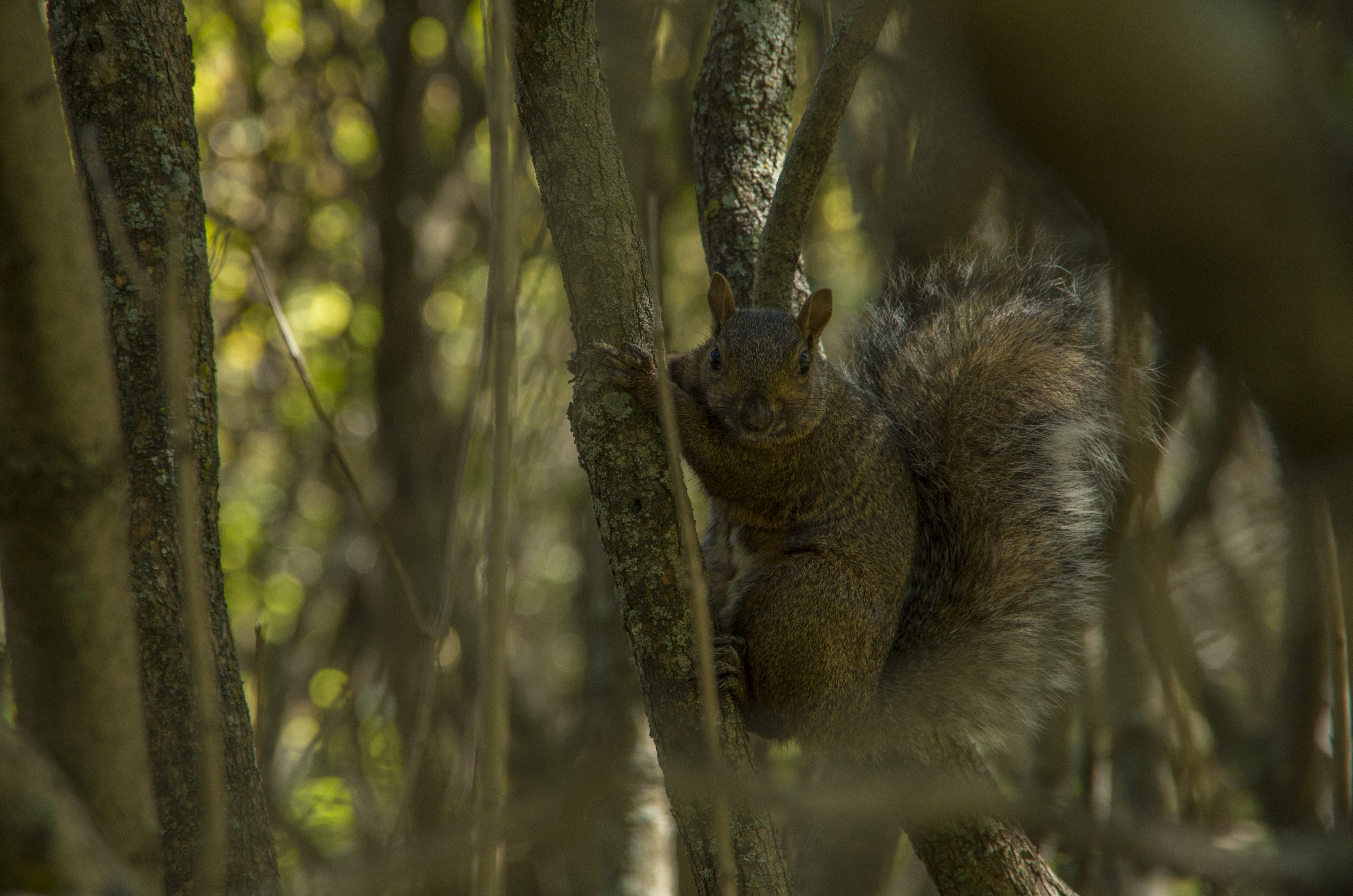 Squirrel