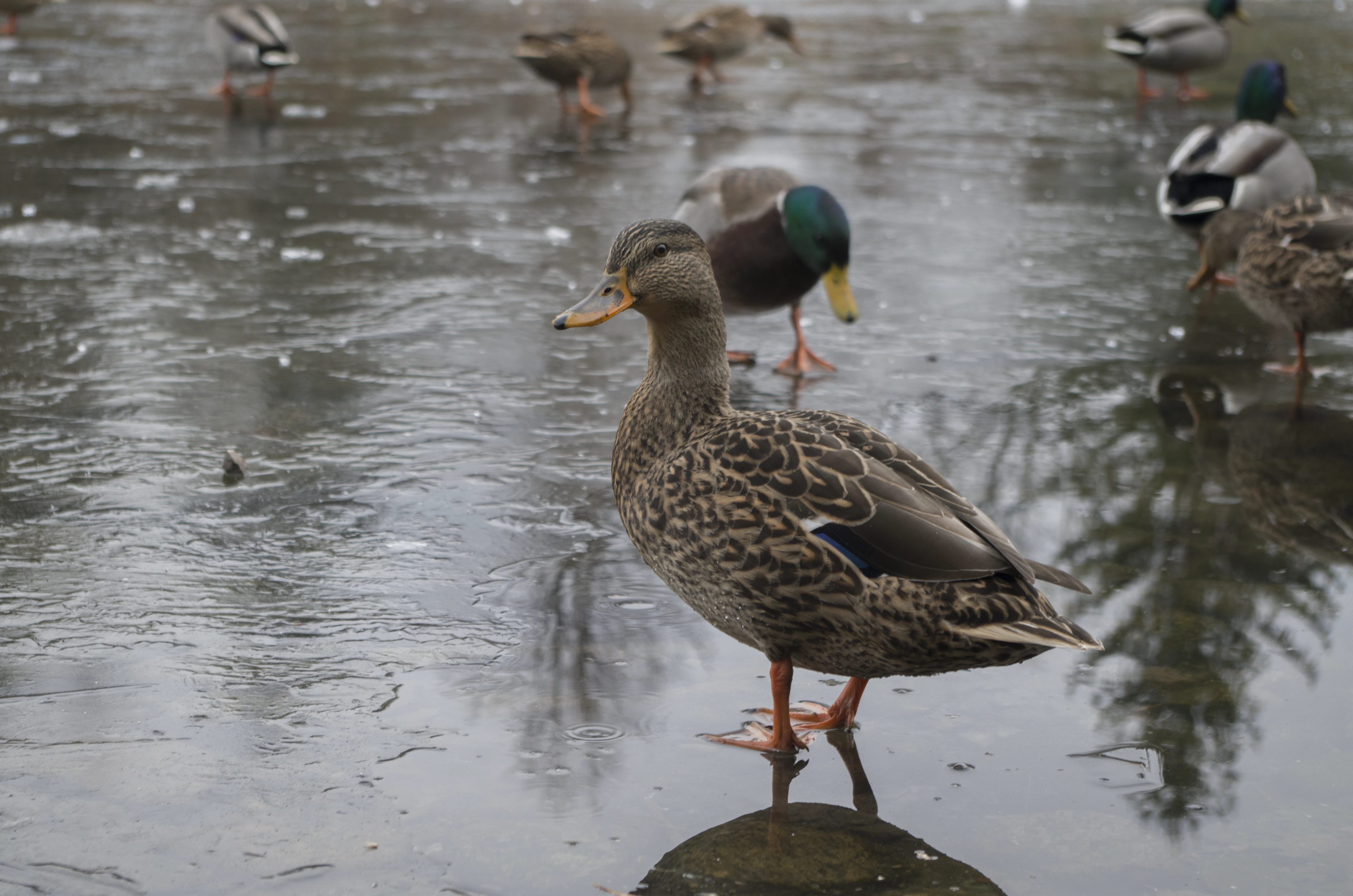Duck