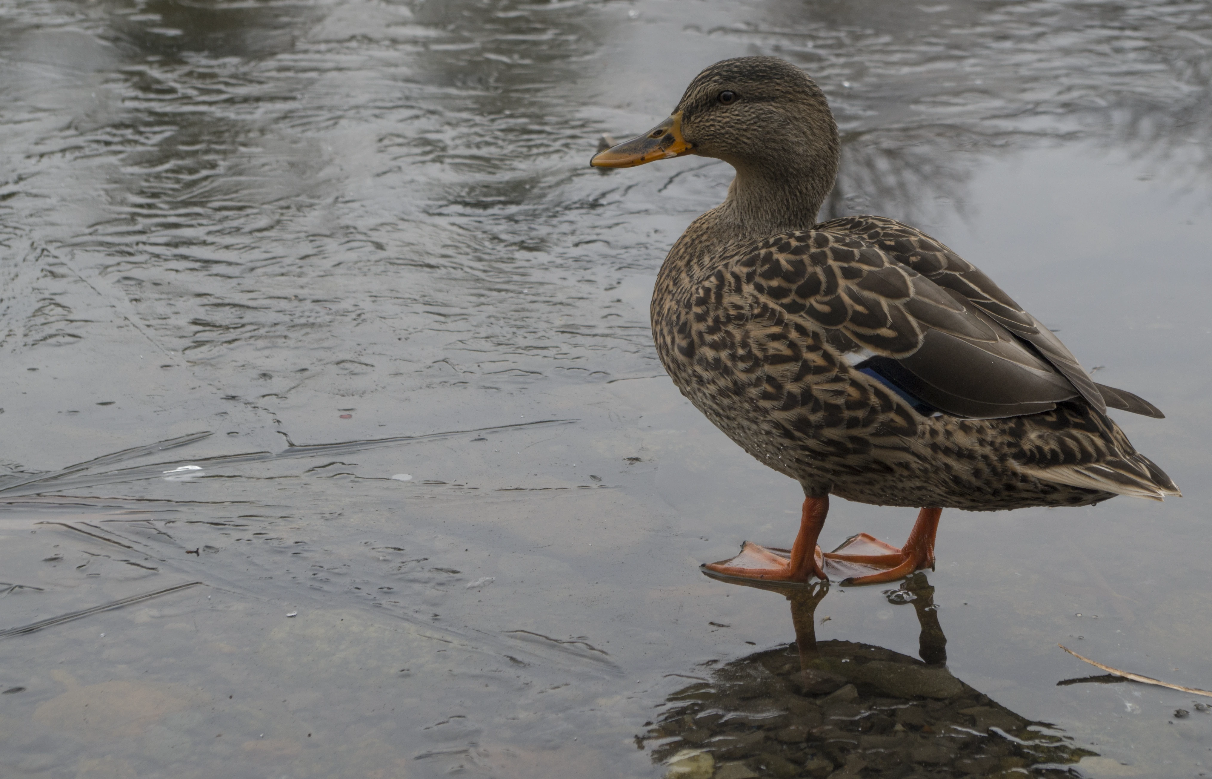 Duck