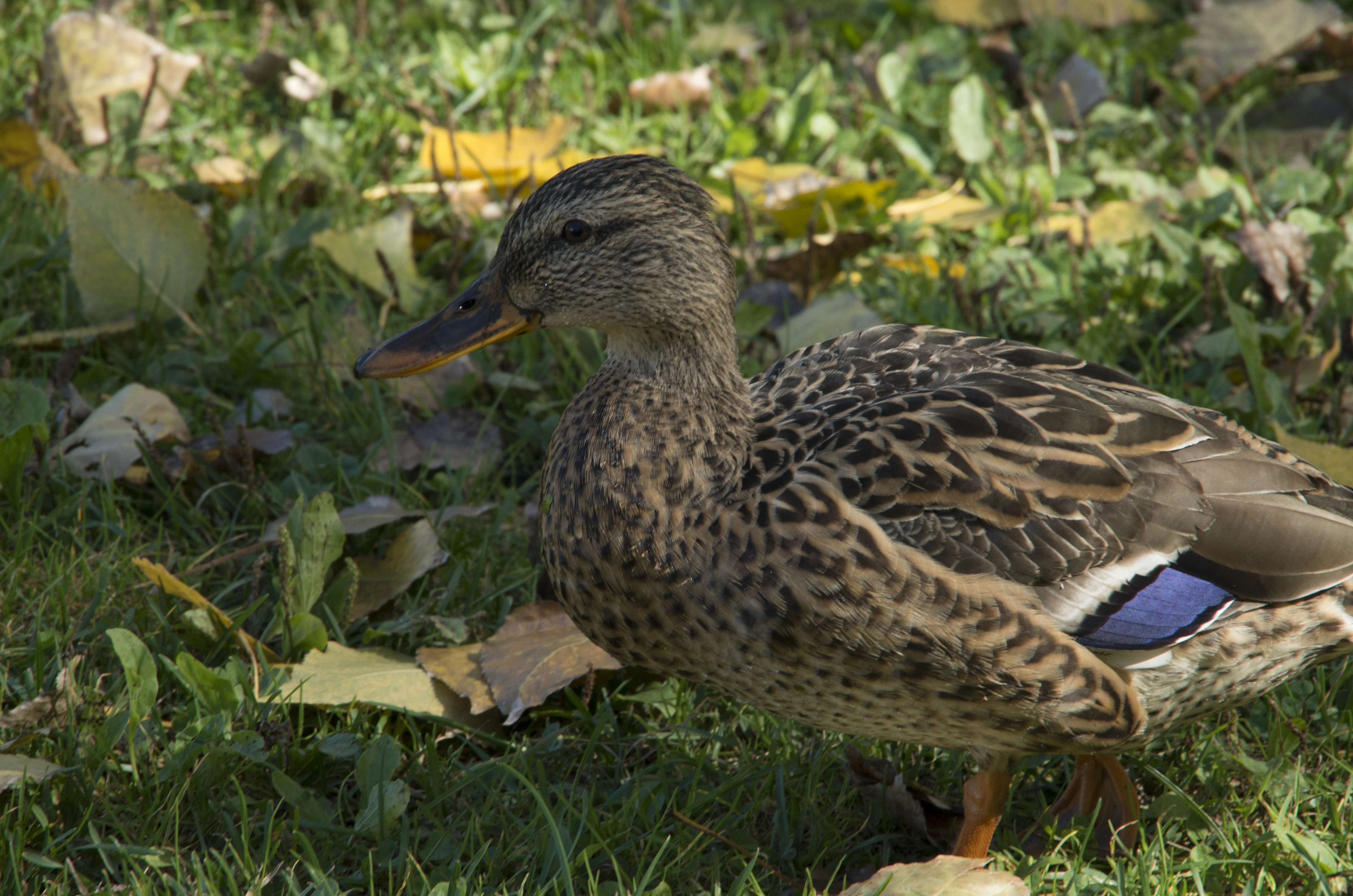 Duck