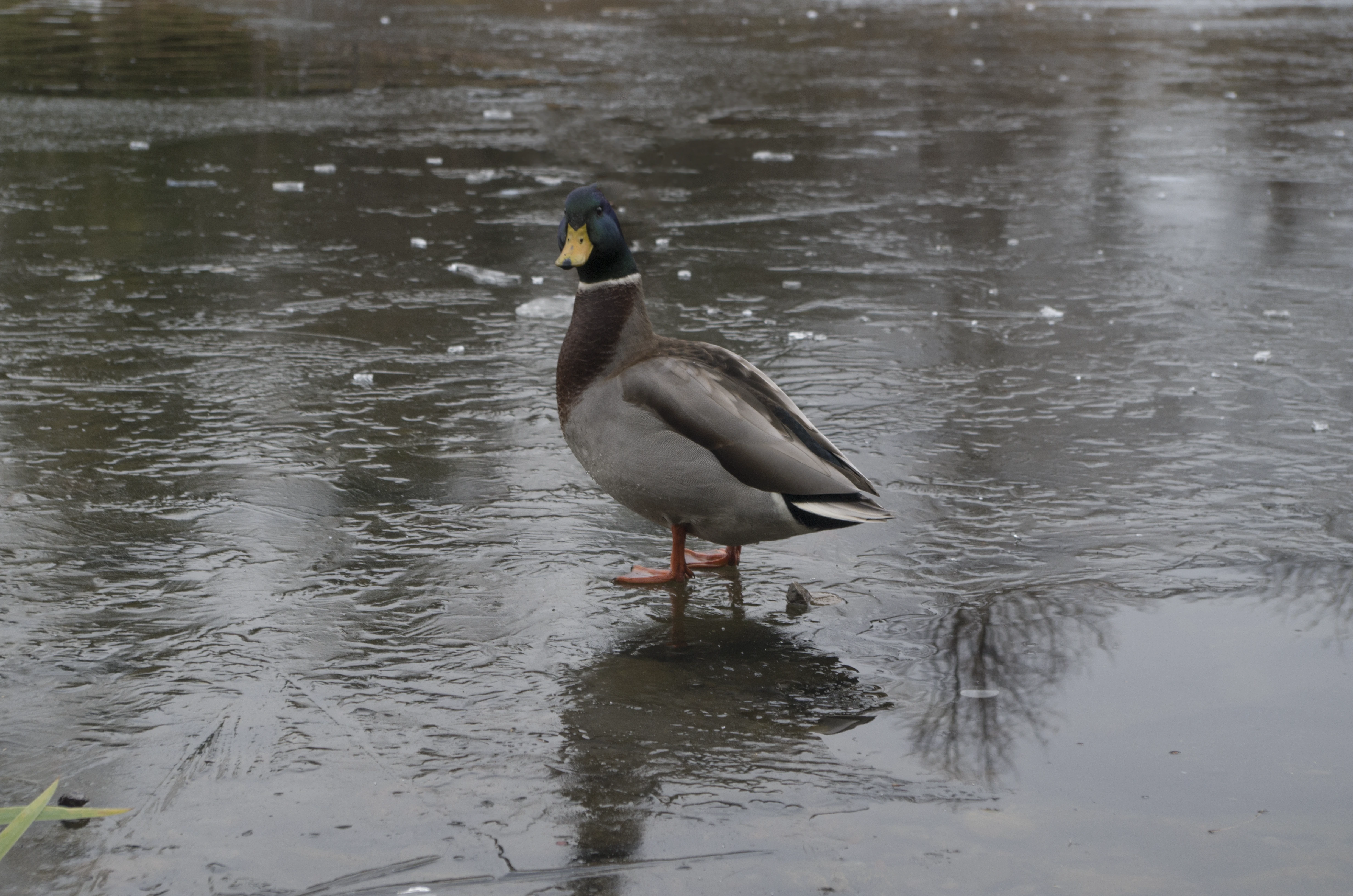 Duck