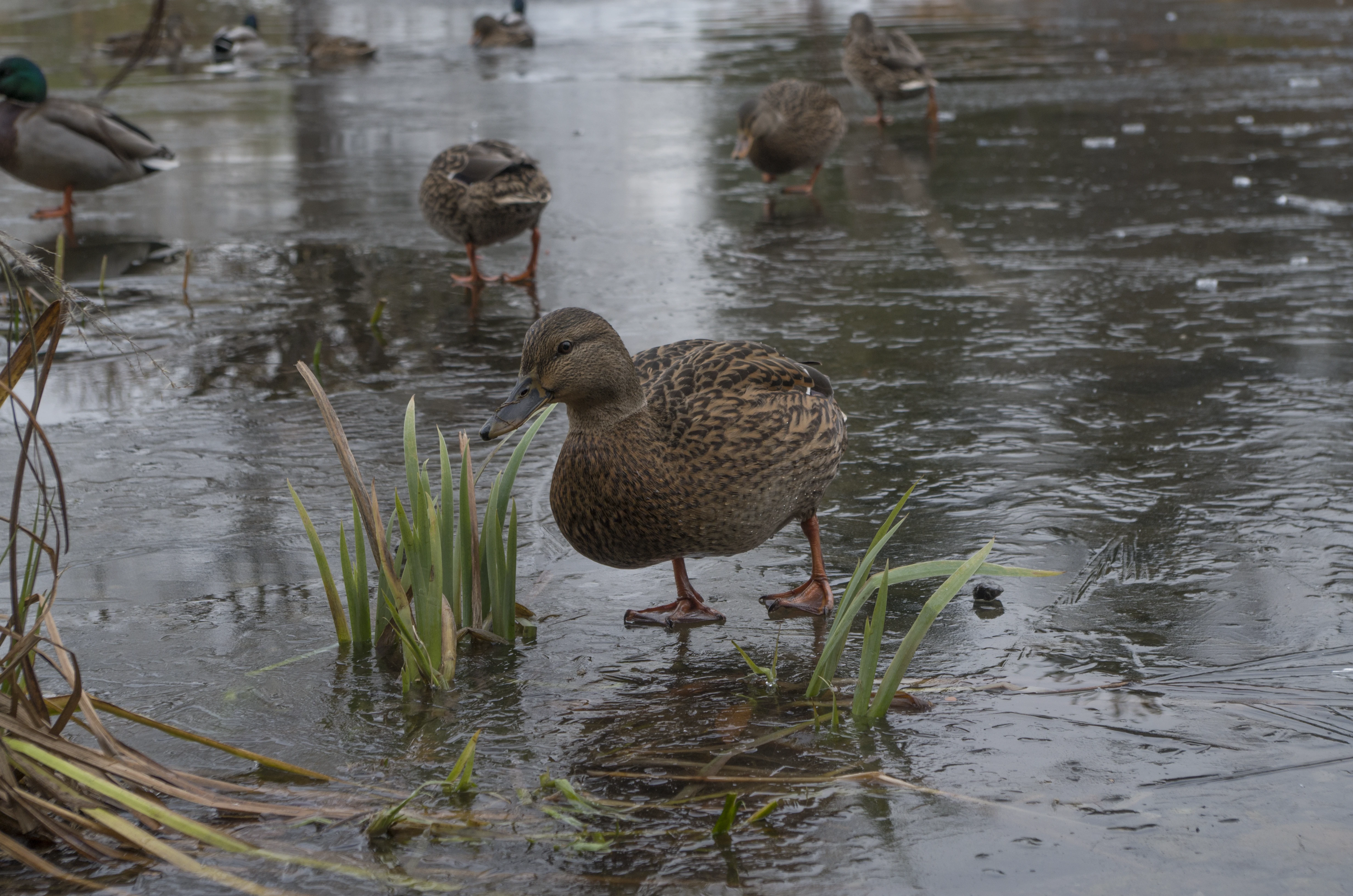 Duck
