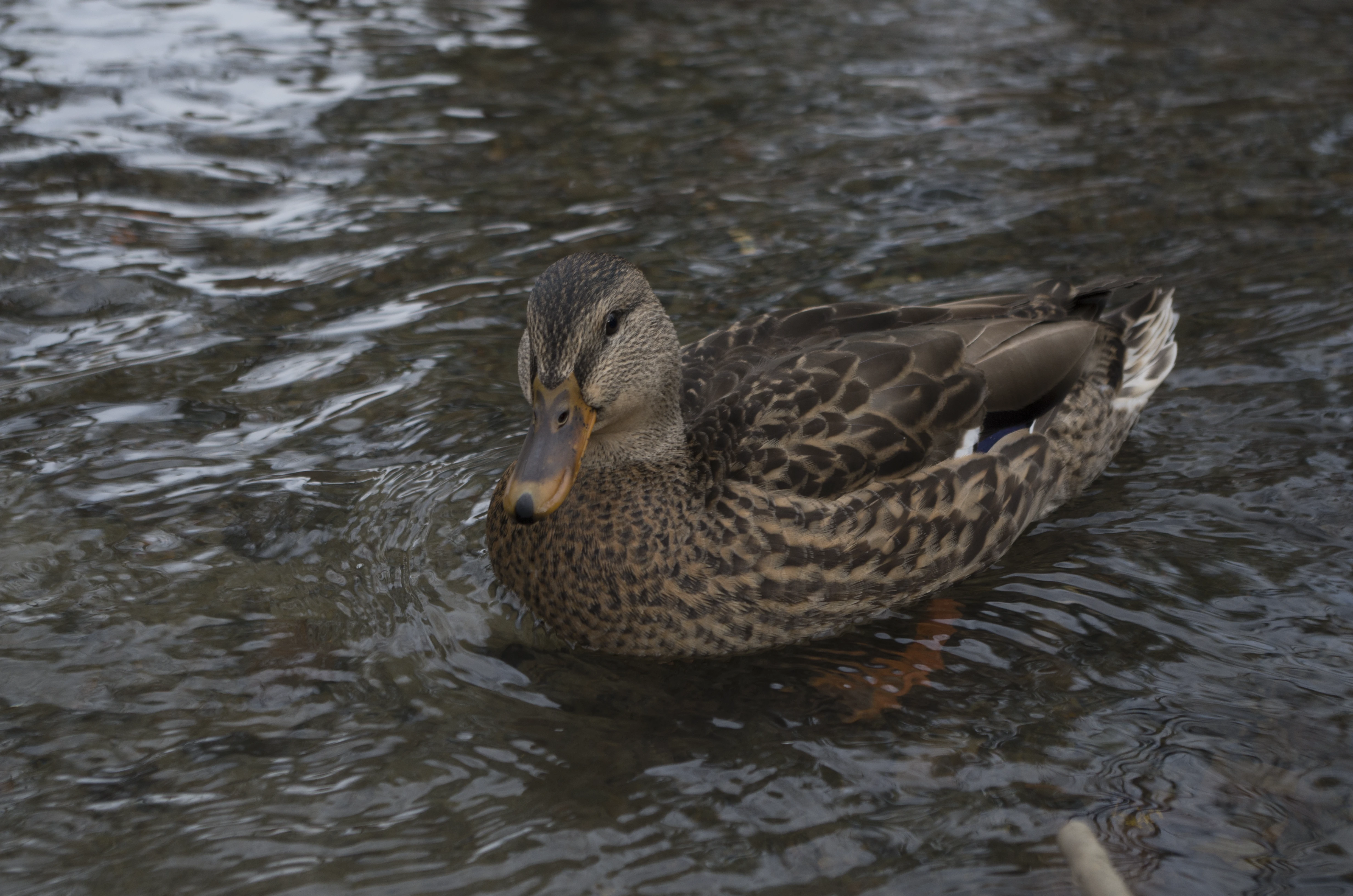 Duck