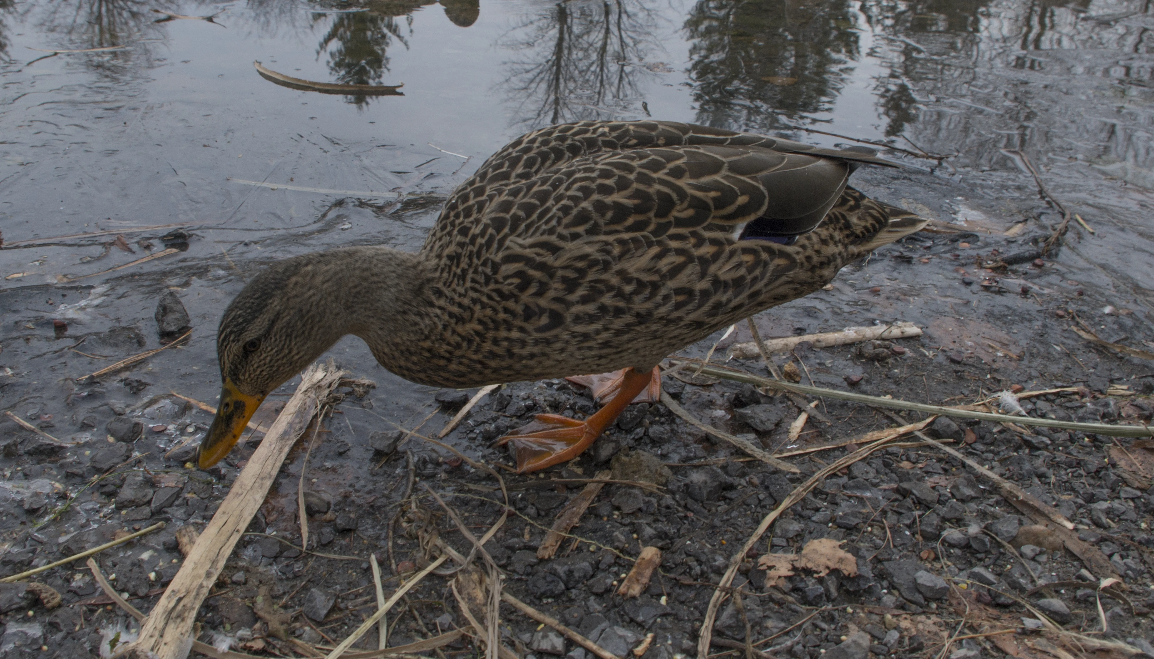 Duck
