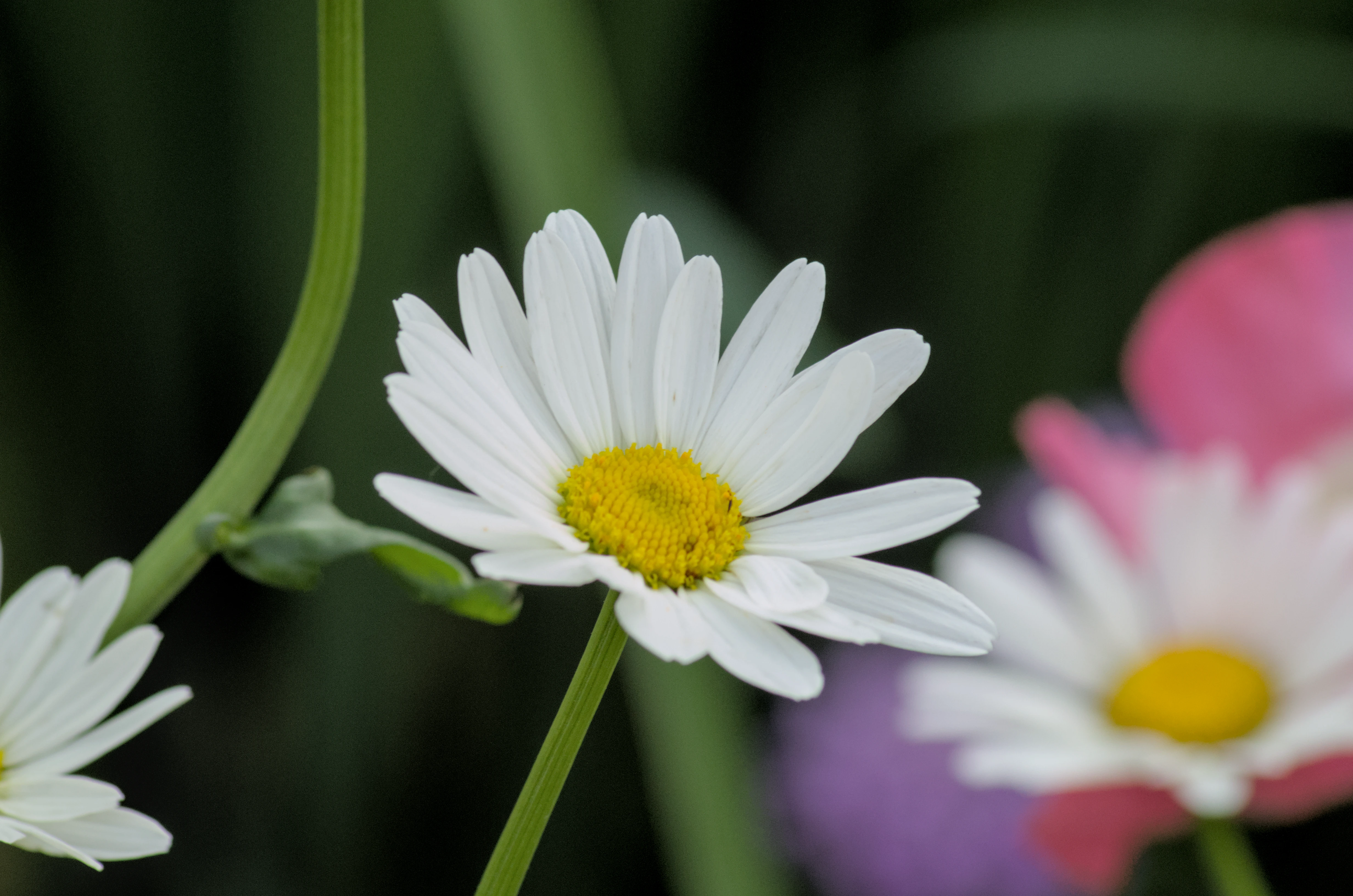 Maizeret jul 2023