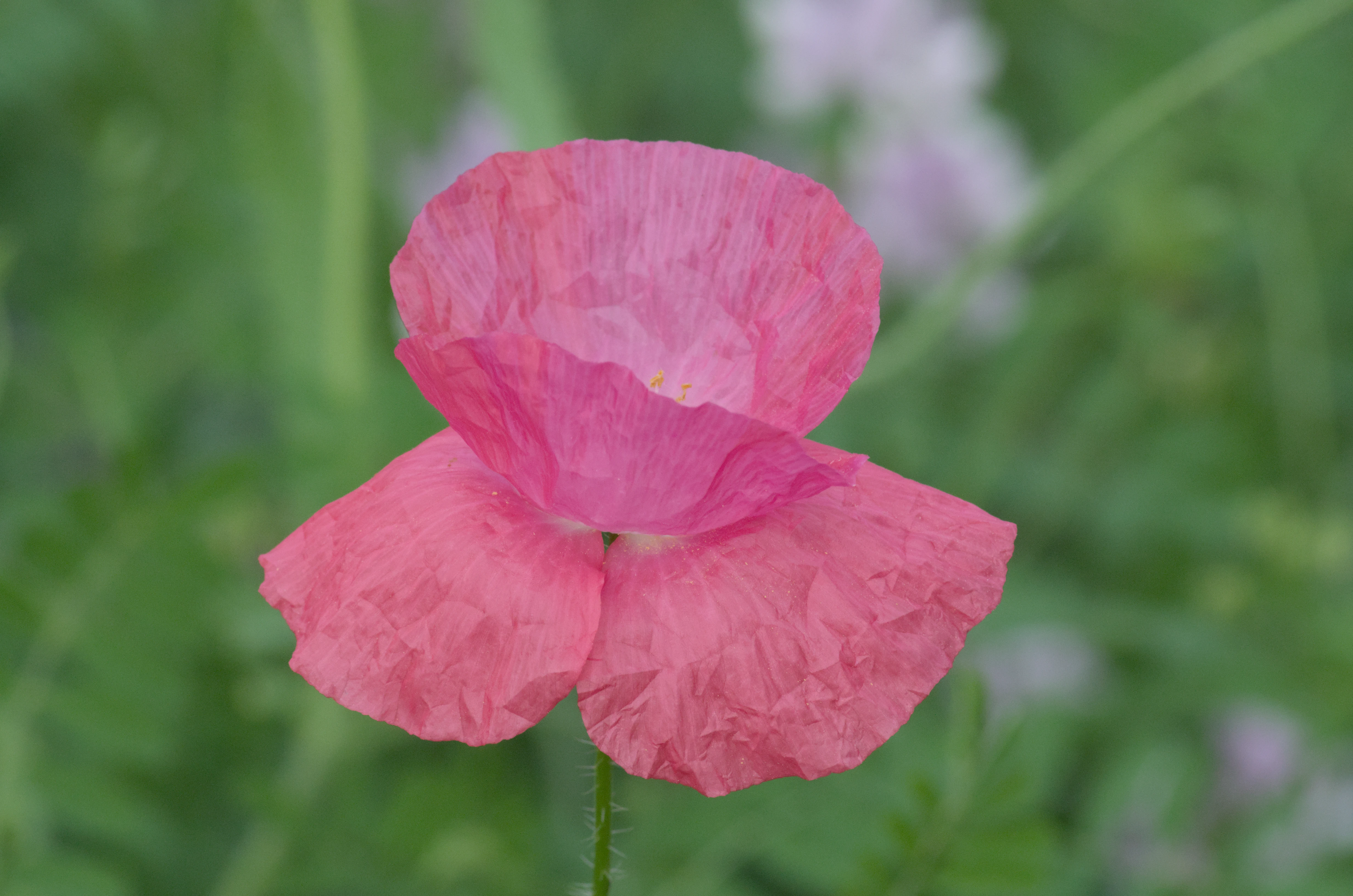 Maizeret jul 2023