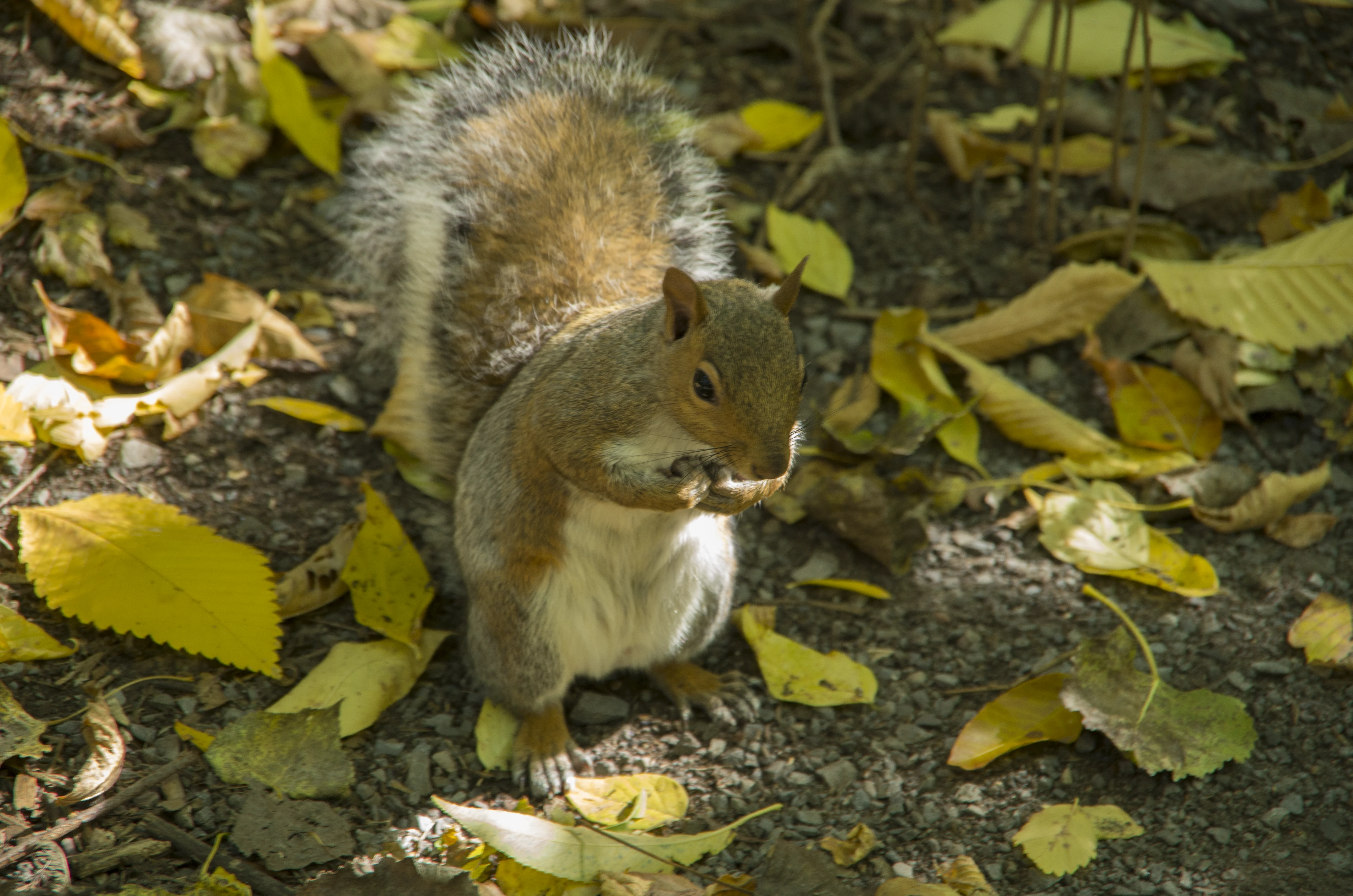 Squirrel